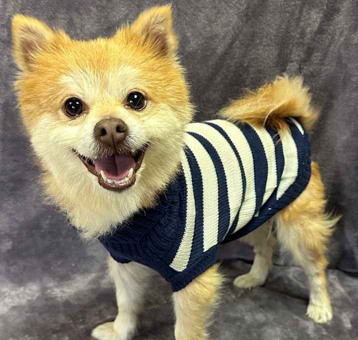 Photo of Simba