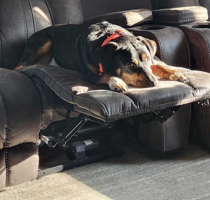 Photo of Dexter