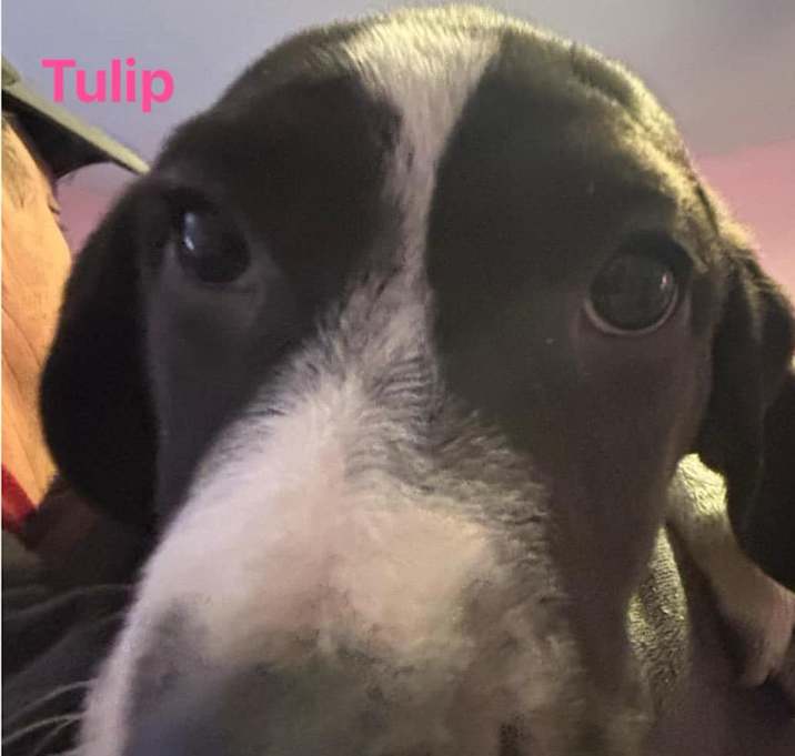Photo of Tulip
