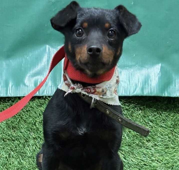 Photo of Alfie