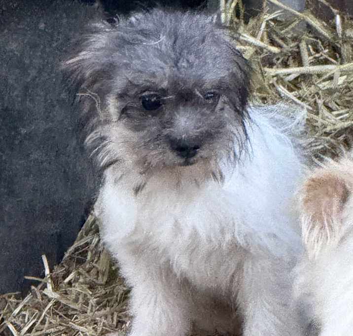Photo of Niko