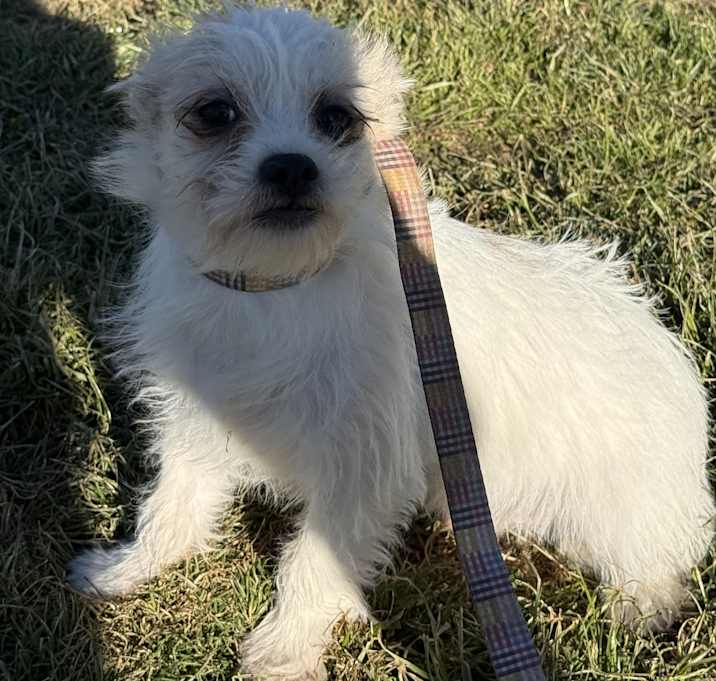 Photo of Nitro