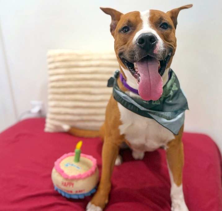 Photo of Rocky Rules the Perfect Happy Pup