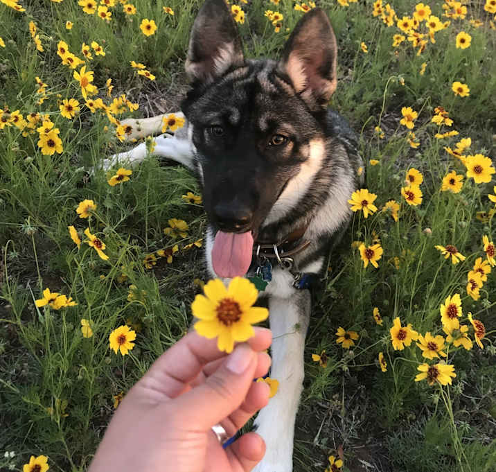 Photo of Spike