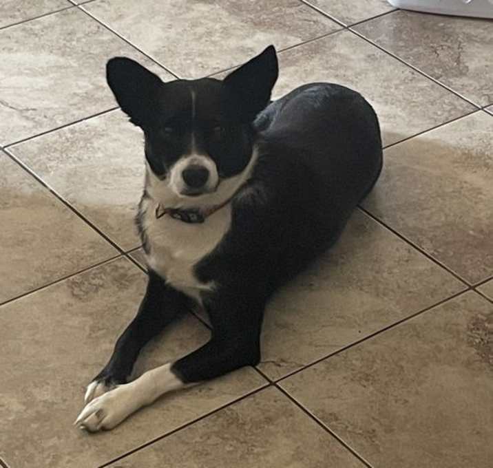 Photo of Brie (a courtesy listing in Olive Branch, MS)