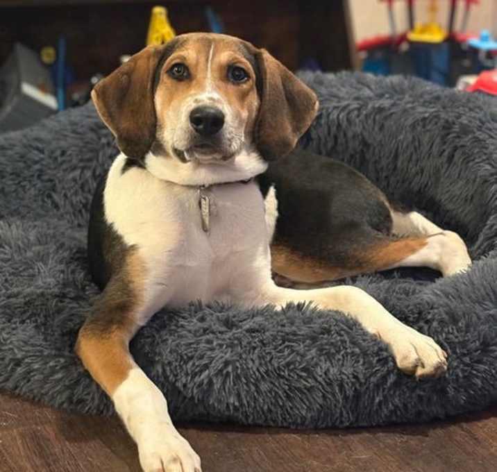 Photo of Kahlo (New Mexico Litter)