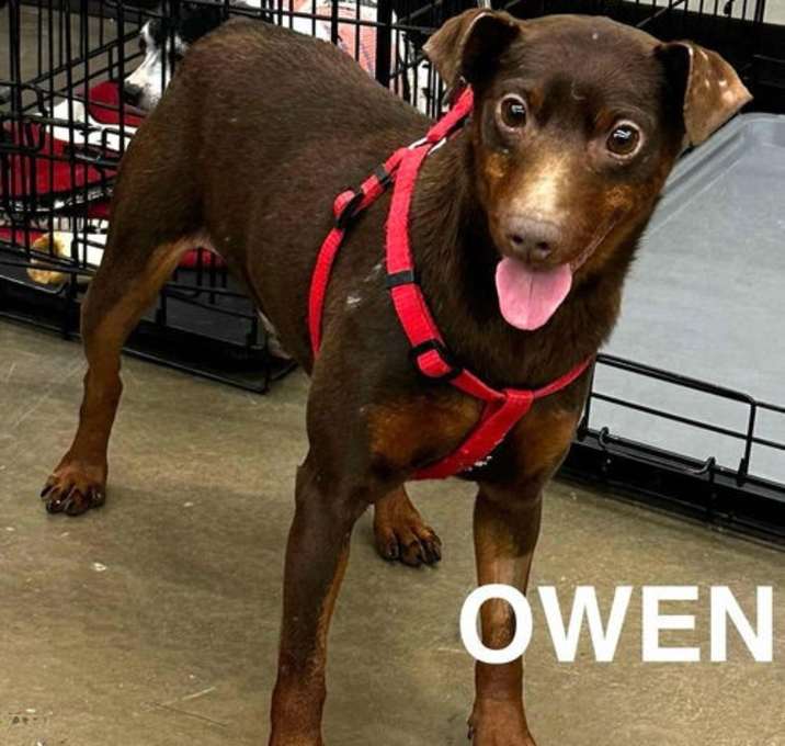 Photo of Owen
