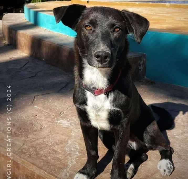 Photo of Peanut