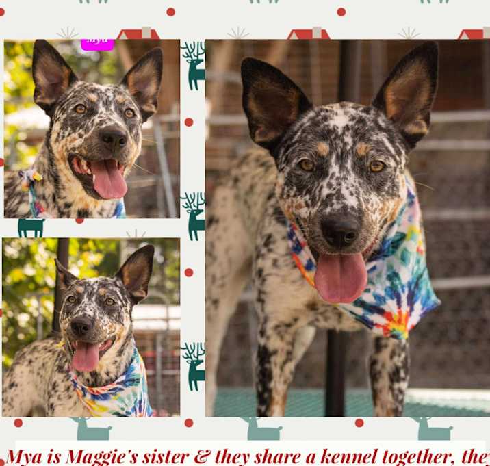 Photo of Mya & Maggie