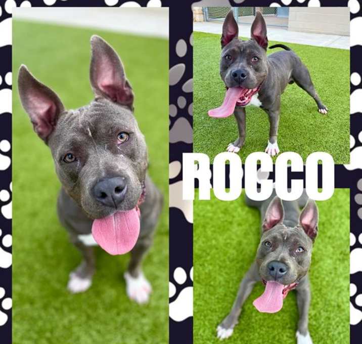 Photo of ROCCO