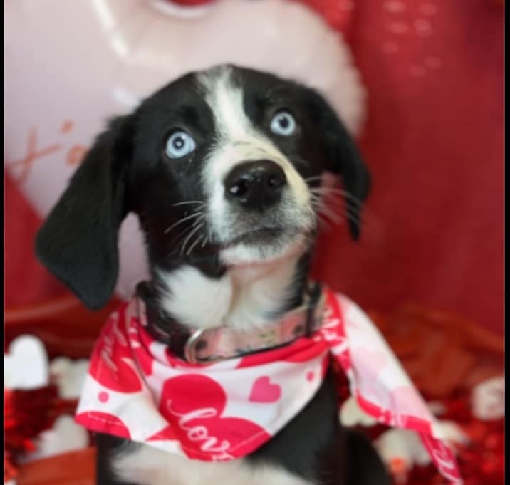 Photo of COOKIE