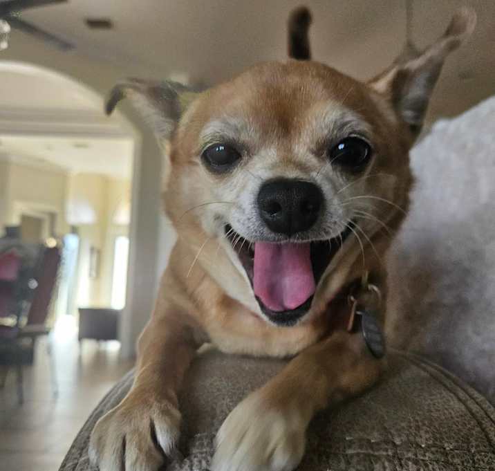 Photo of Buttercup