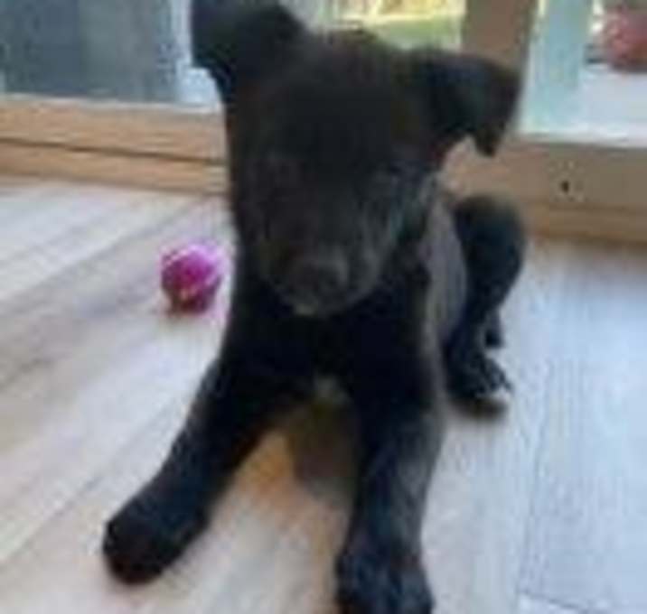 Photo of Ebony