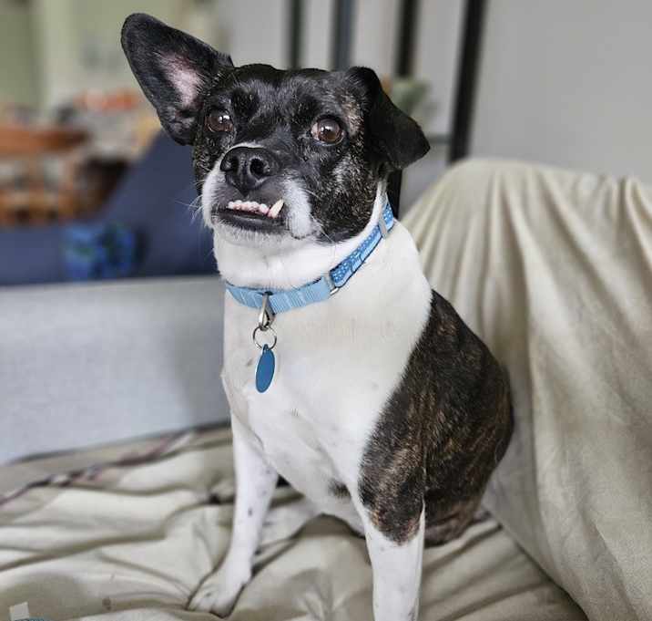 Photo of Frankie