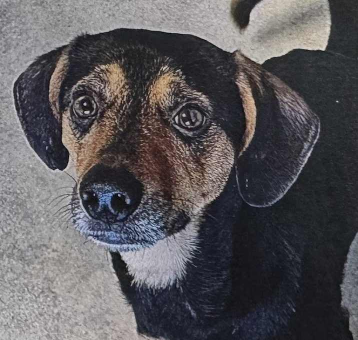 Photo of Presto