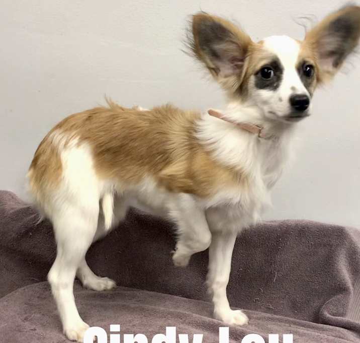 Photo of Cindy Lou