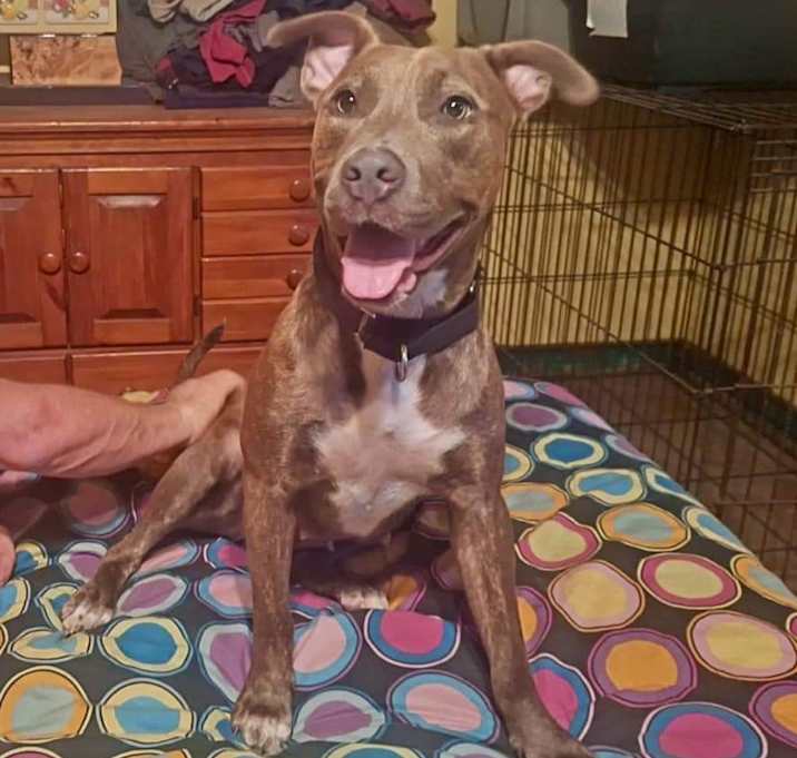 Photo of Penny (Starlight)