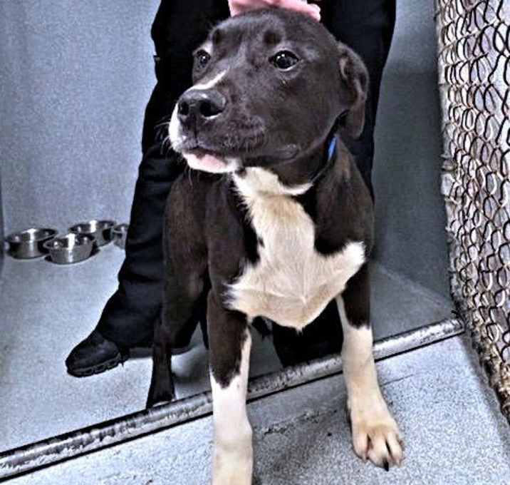 Photo of Scout