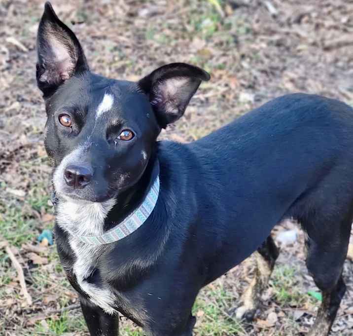 Photo of Pip
