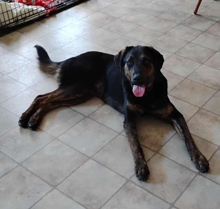 Photo of Chase *Courtesy Listing*