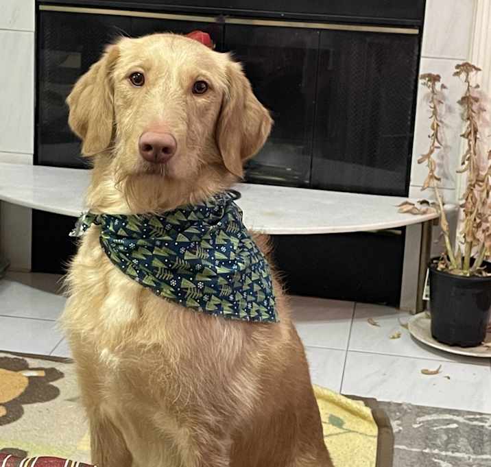 Photo of Goldie