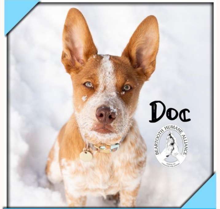 Photo of Doc