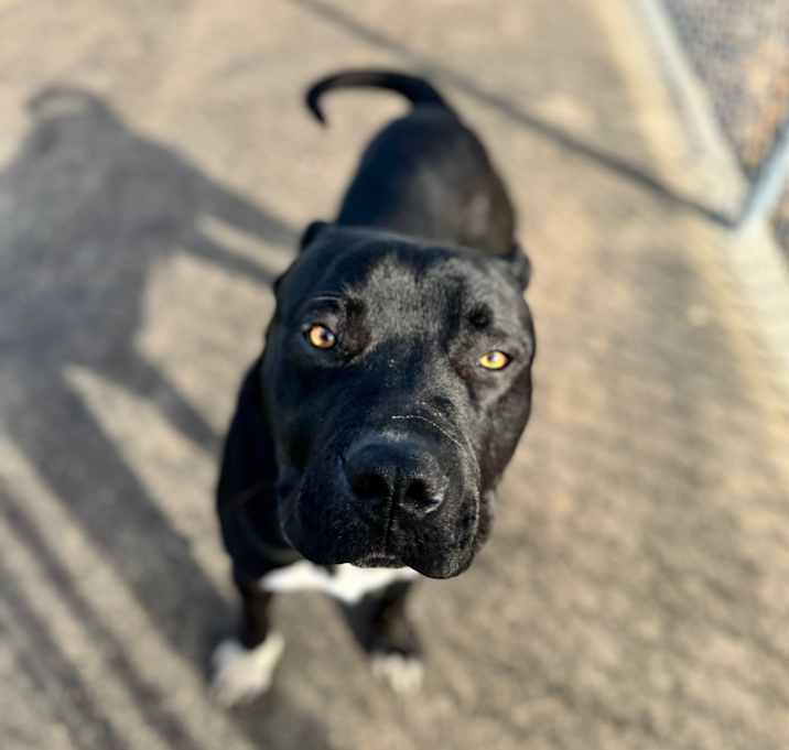 Photo of Jett