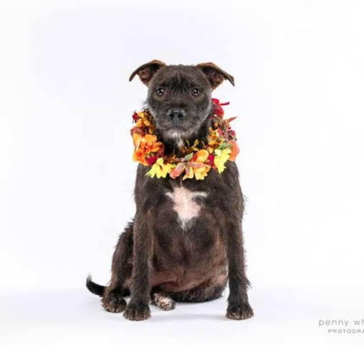 Photo of Snickers