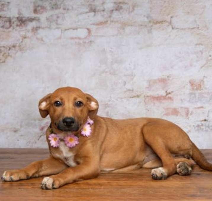Photo of Cheyenne