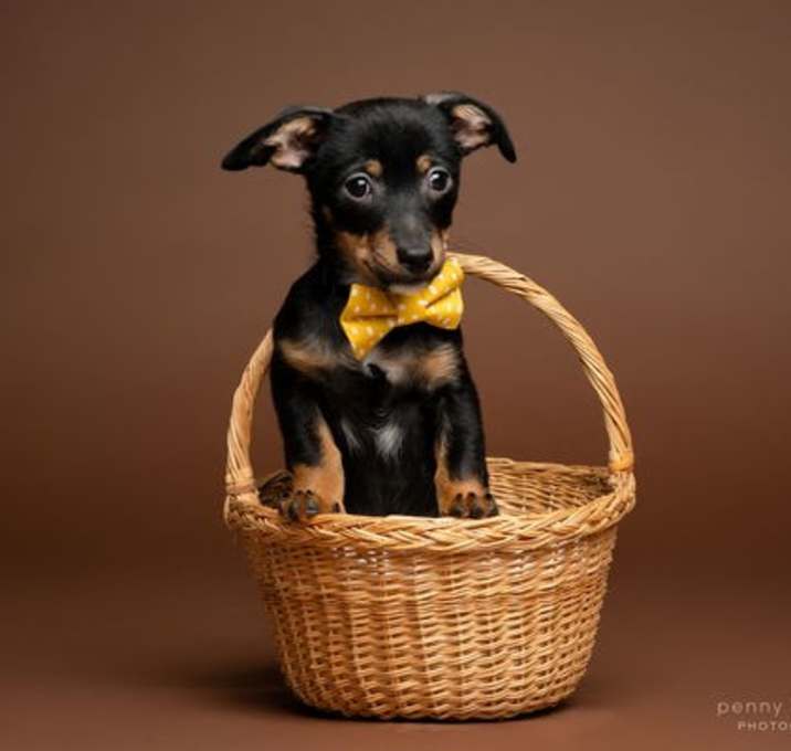 Photo of Chase