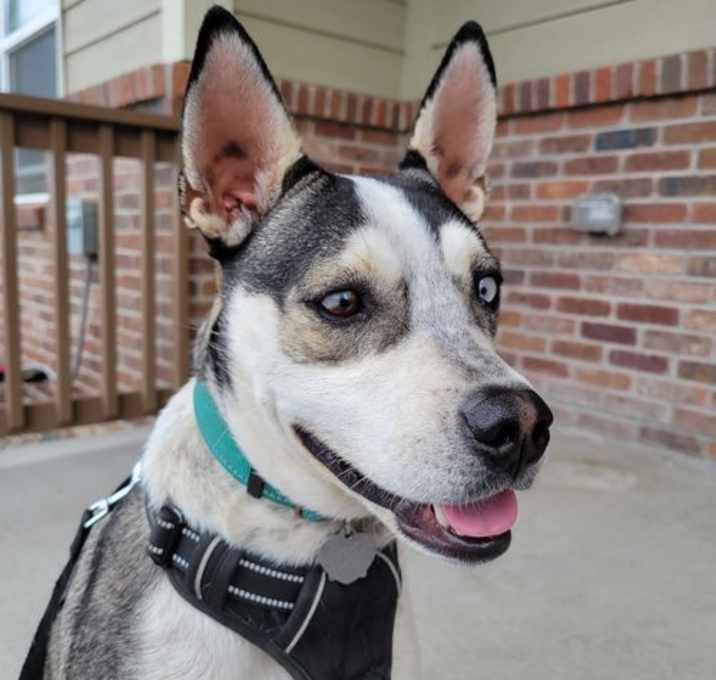 Photo of Apollo