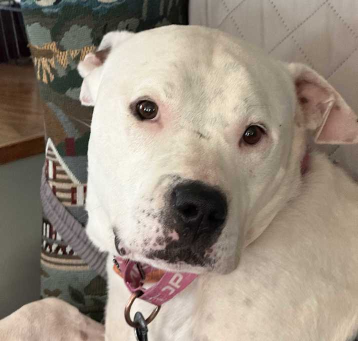 Photo of Rocco