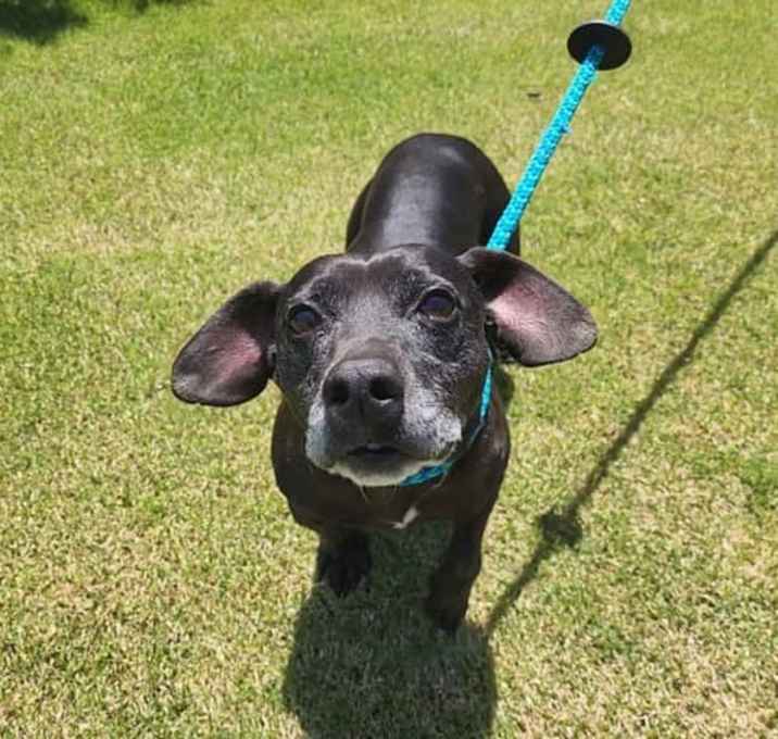 Photo of Merle
