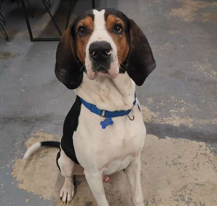 Photo of Moose