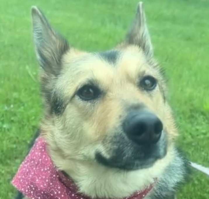 Photo of Olive
