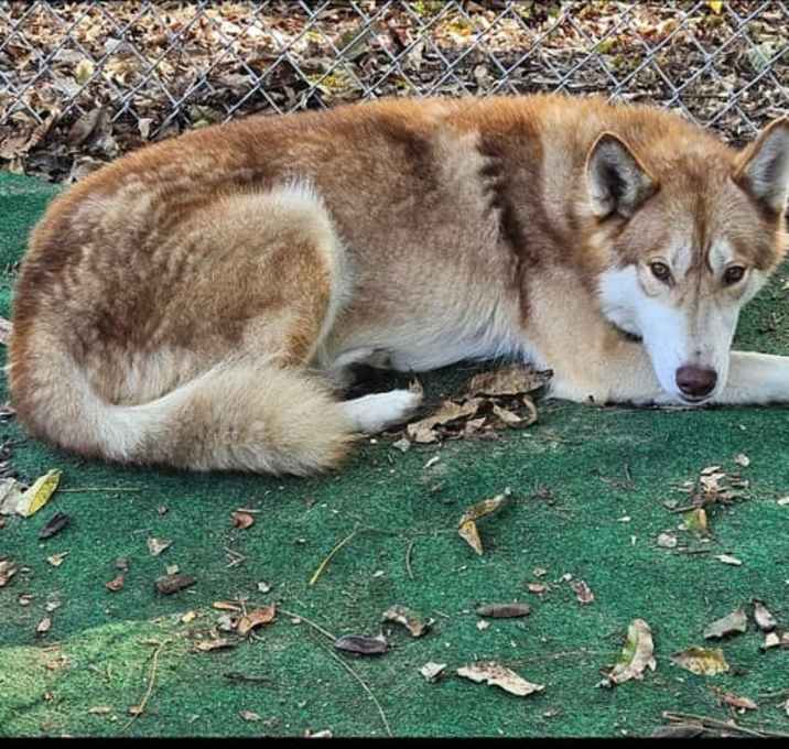 Photo of Rex
