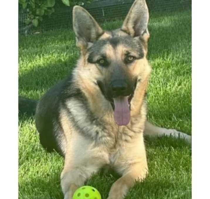 Photo of Saffron