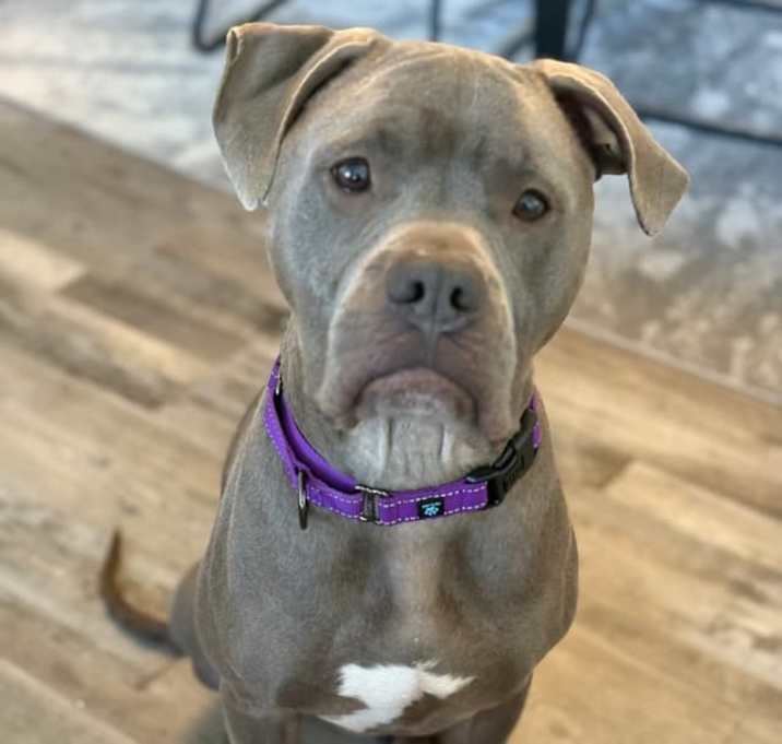 Photo of Stoli