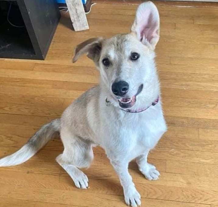 Photo of Willow