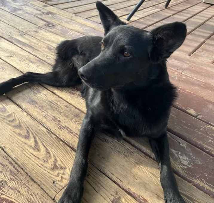 Photo of Sadie