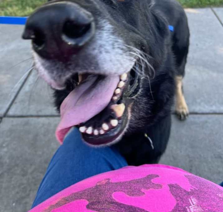 Photo of Obie (REDUCED FEE)