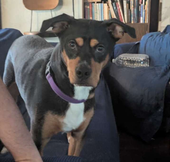 Photo of Bandit (Experienced Adopters Only)