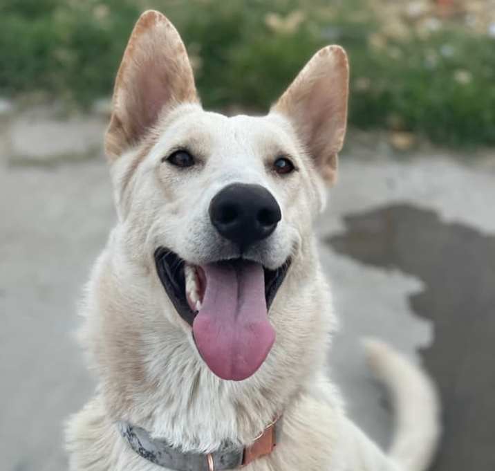 Photo of Isla (Owner Assist)