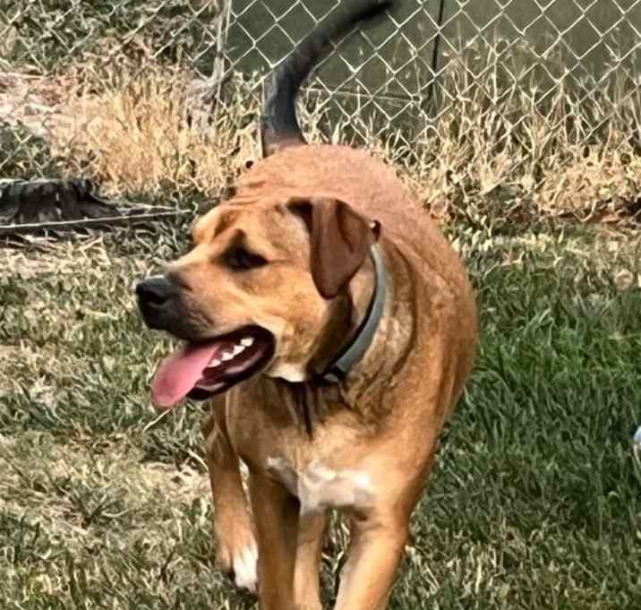 Photo of Ryder