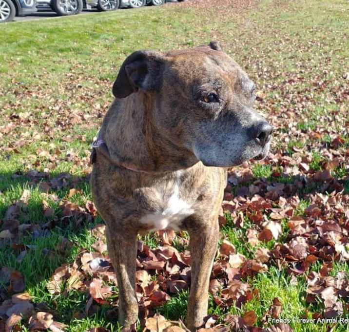 Photo of Charm