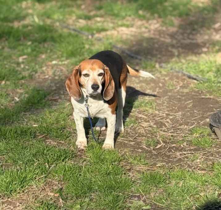 Photo of Porthos