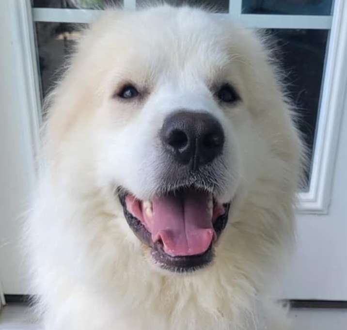 Photo of Arlo
