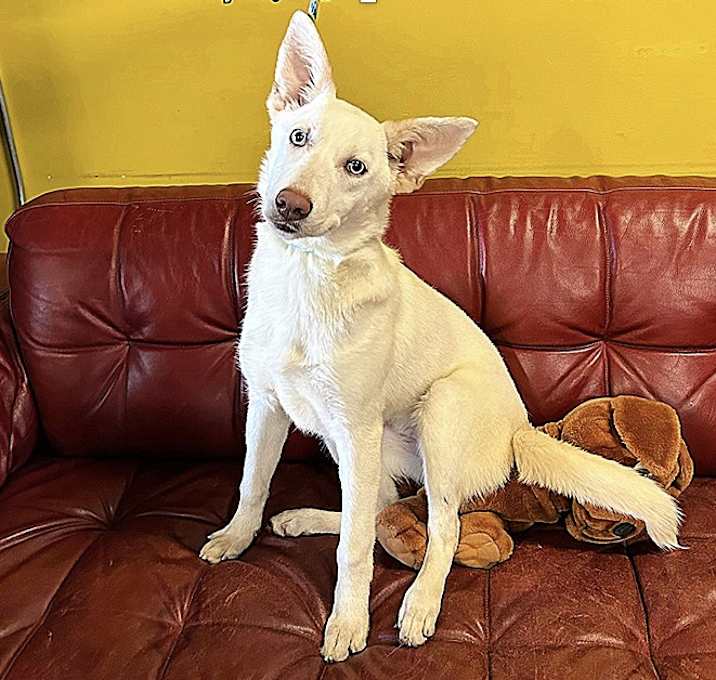 Photo of Rosie