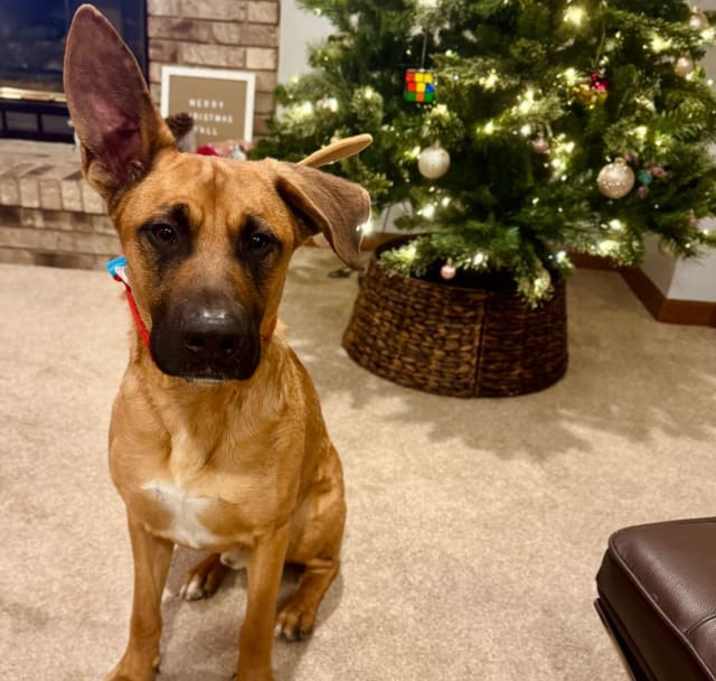 Photo of Tyson (Ty)