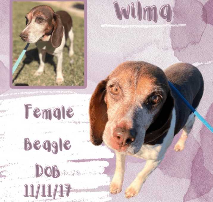 Photo of Wilma